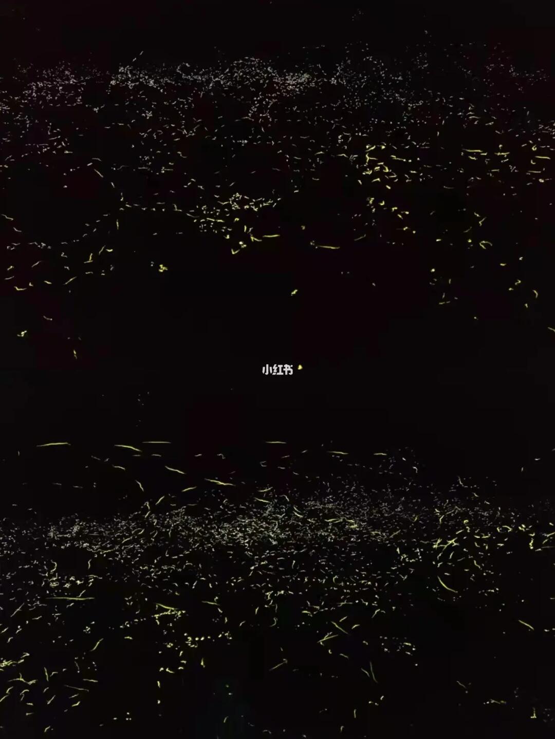 抓紧！成都周边最早最集中的萤火虫四大点位