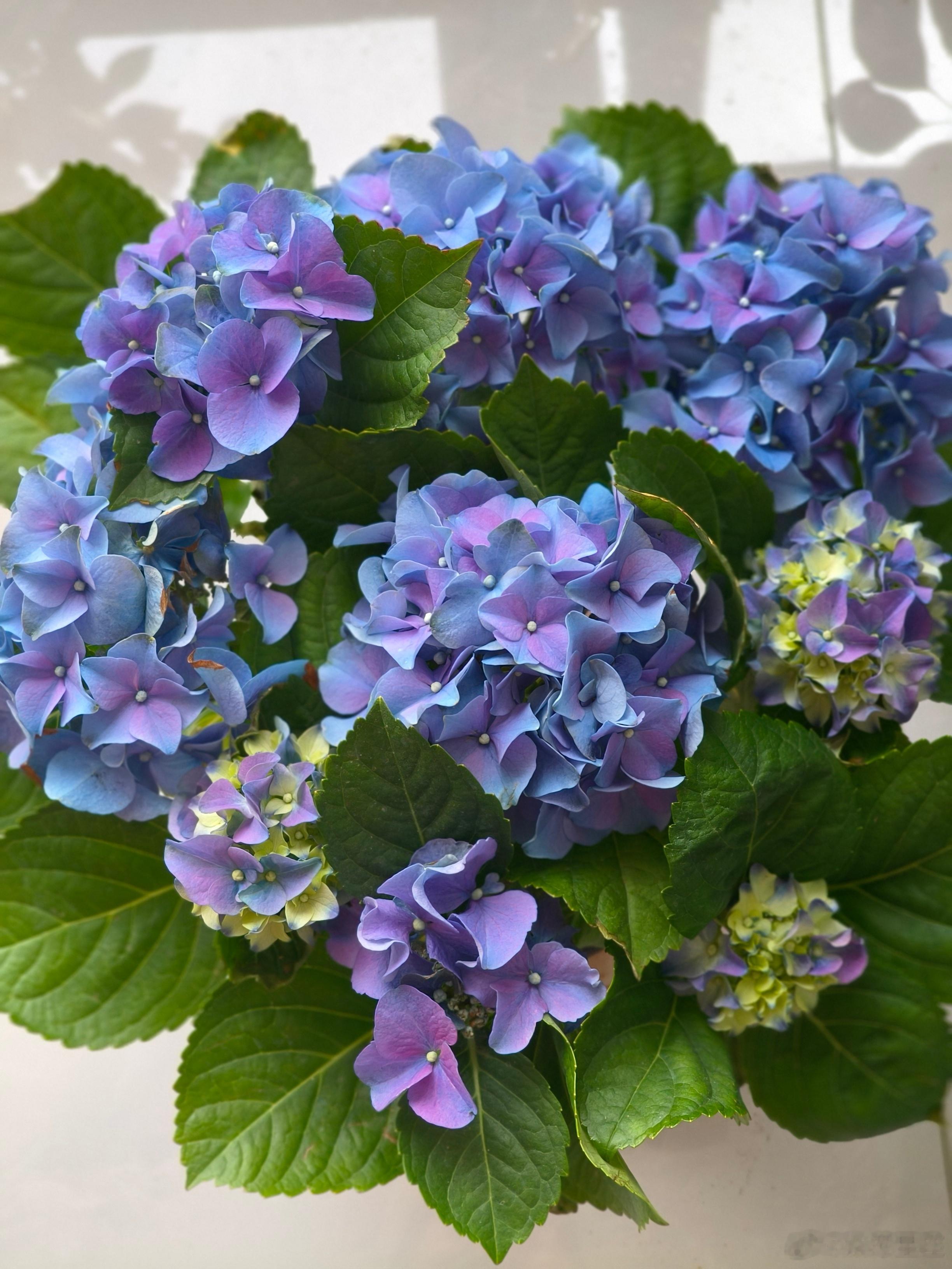 心血来潮想给前面院子种点花，买了很多花种。收拾家里，发现我已经摆了20多盆大大小