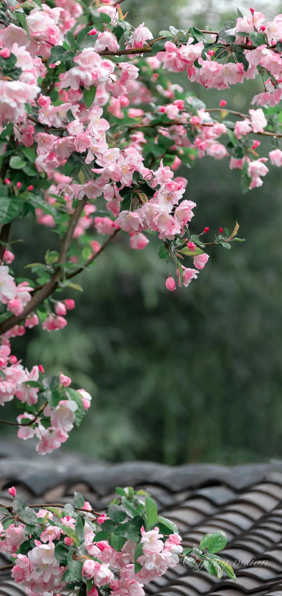 师师令.思怨
文/莲花书院

闲花浅浅。放春残莺懒。
小桥烟柳湿黄昏，却只恨、新
