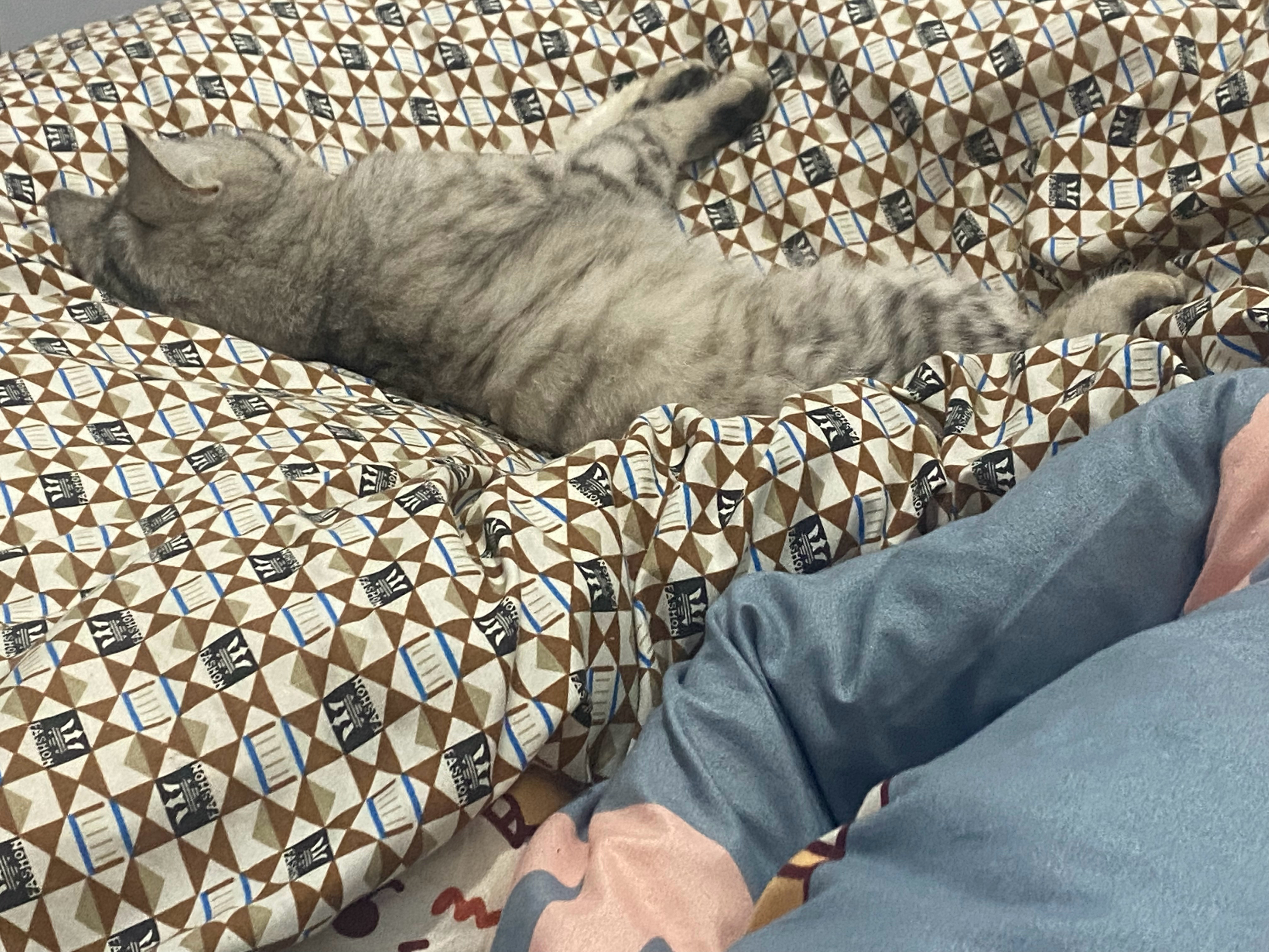 就这个傻帽一天天就睡 傻子一样的 往这一躺就一天 我一找东西吃就跳起来 回来接着