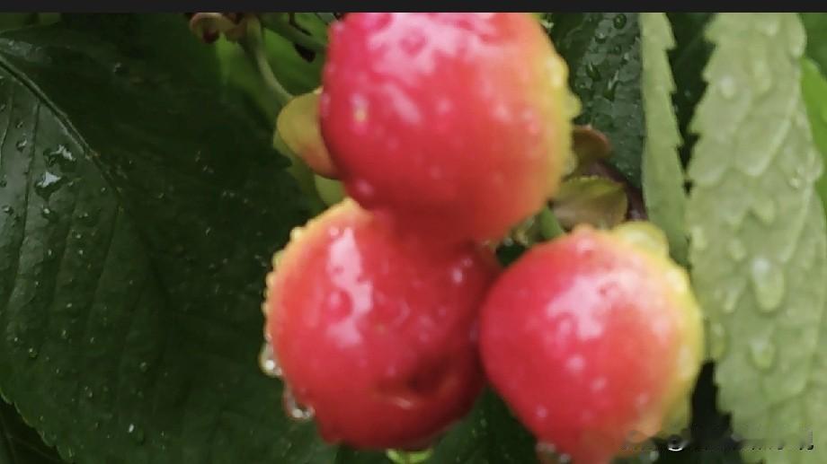 今天的雨下得让人心情不爽，虽然连日的高温需要一场雨降降温，然而我们的大樱桃成熟了