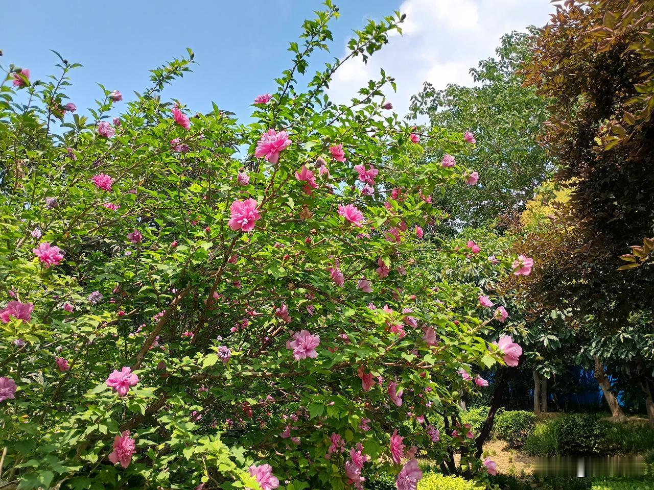 七绝｜丙午五月吟
悠然端午艾飘香，
芦苇婆娑木槿芳，
五月氤氲云影荡，
莺歌燕舞