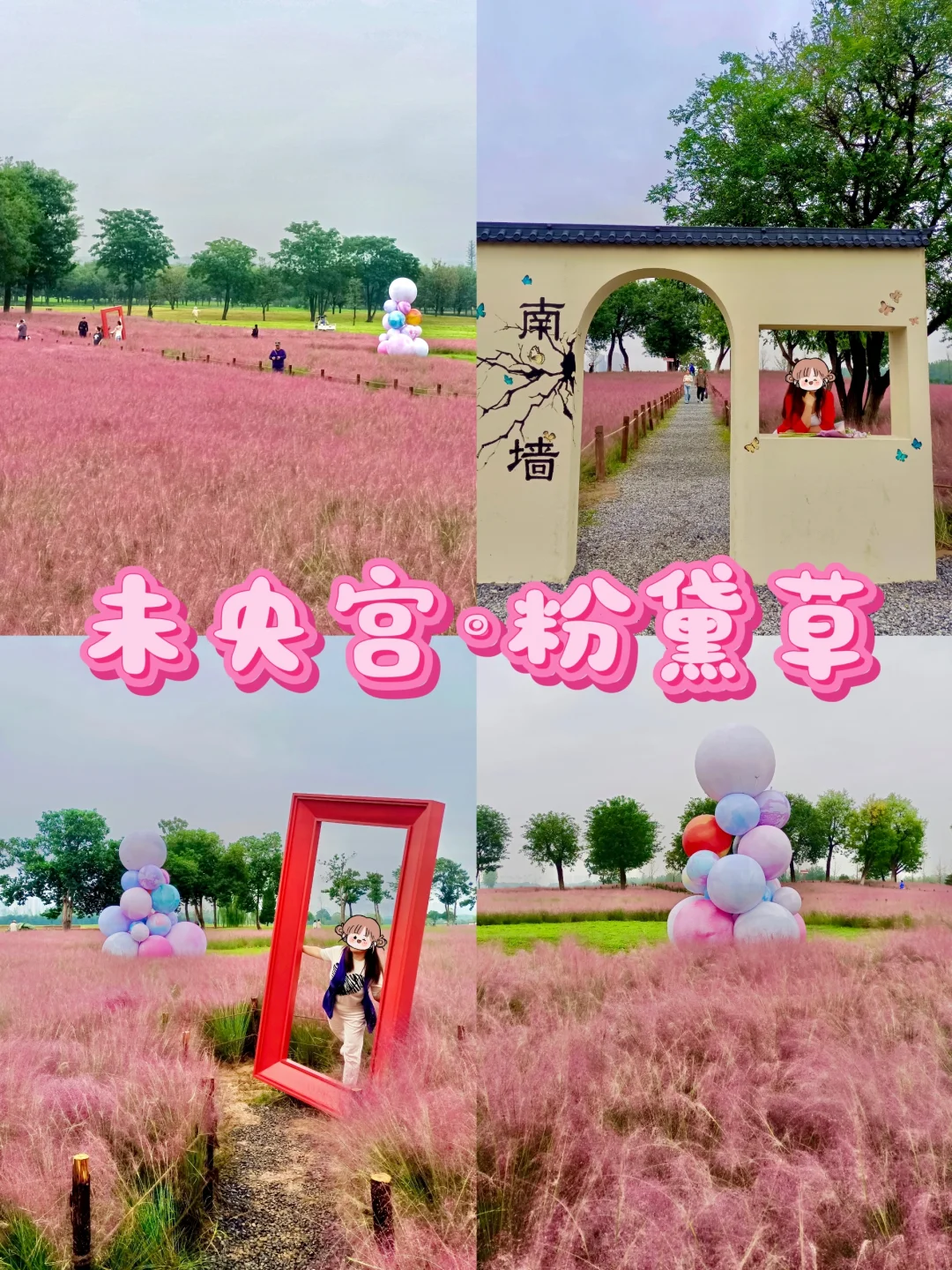 未央宫粉黛草上新啦！