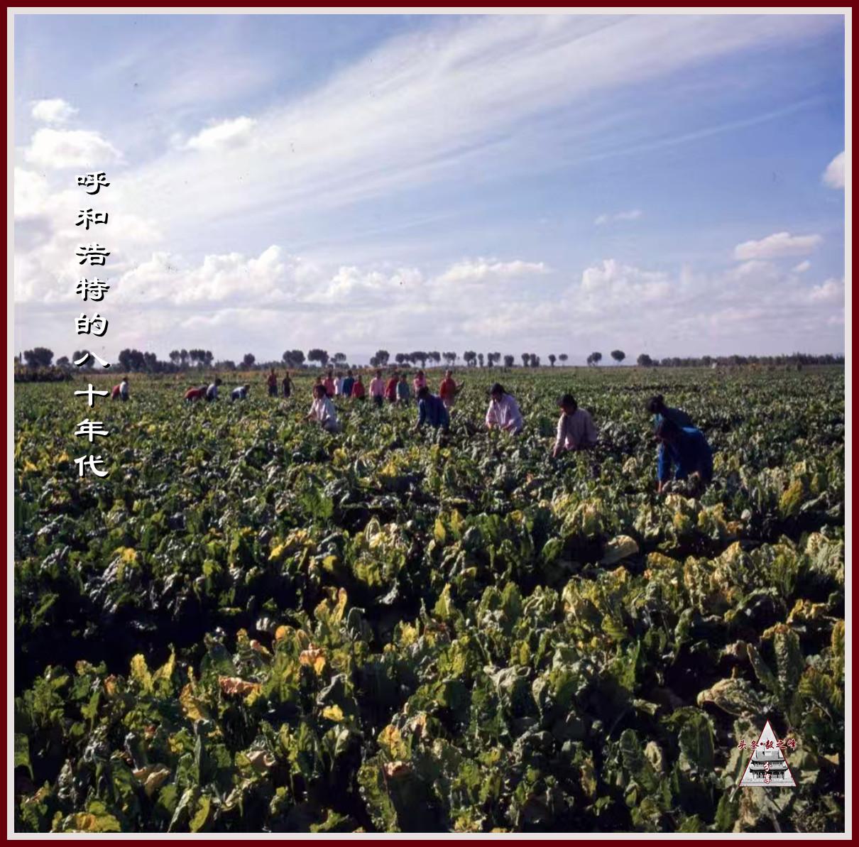 呼和浩特八十年代的郊区菜地
呼市人专属记忆 有记得呼和浩特曾经的郊区菜地吗，这张