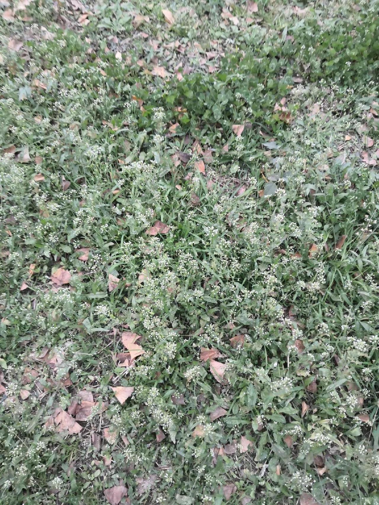 家乡美农村生活记录 家乡野果