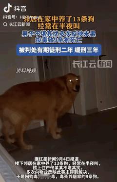 代价太大了！内蒙古通辽，邻居在家养了13条狗，经常在半夜狂叫，男子不堪其扰，多次