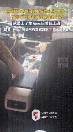 出租车里有一只乖巧的小鸟陪伴，这是什么乘坐体现？

成都的一网约车司机说出了养鸟
