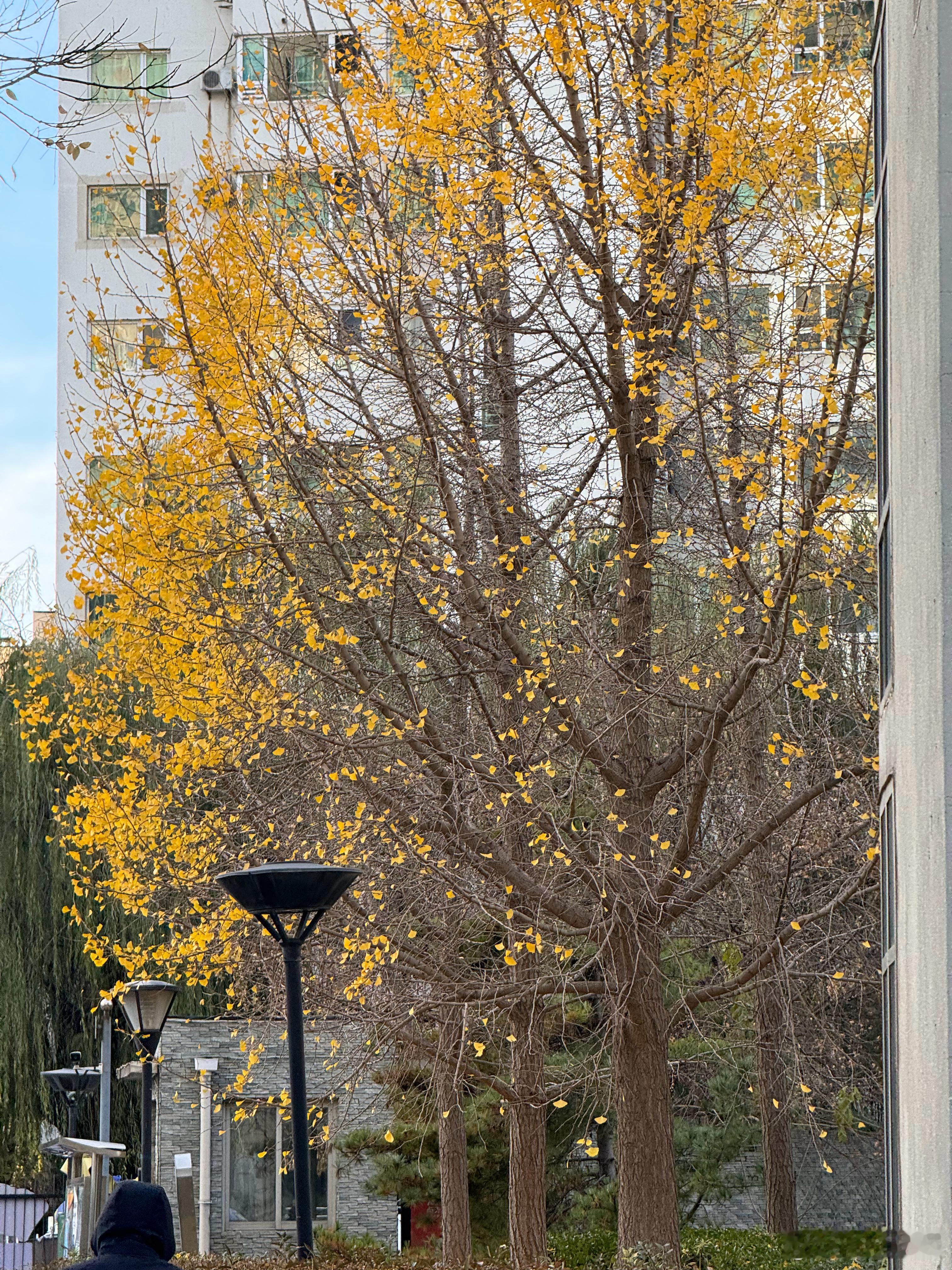 早上出门树叶已经被吹的差不多掉光了🍂，冬天真的到了❄️