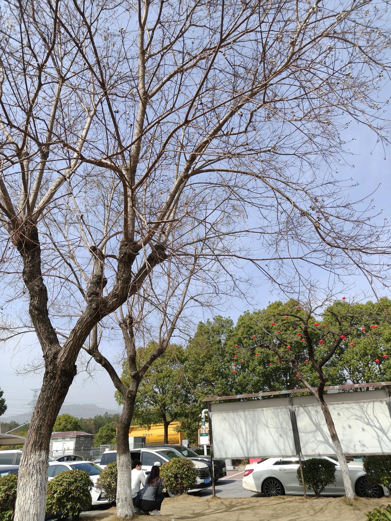 一路走走停停，在服务区
还拍到了玉兰花～🌸🌸🌸🌸
