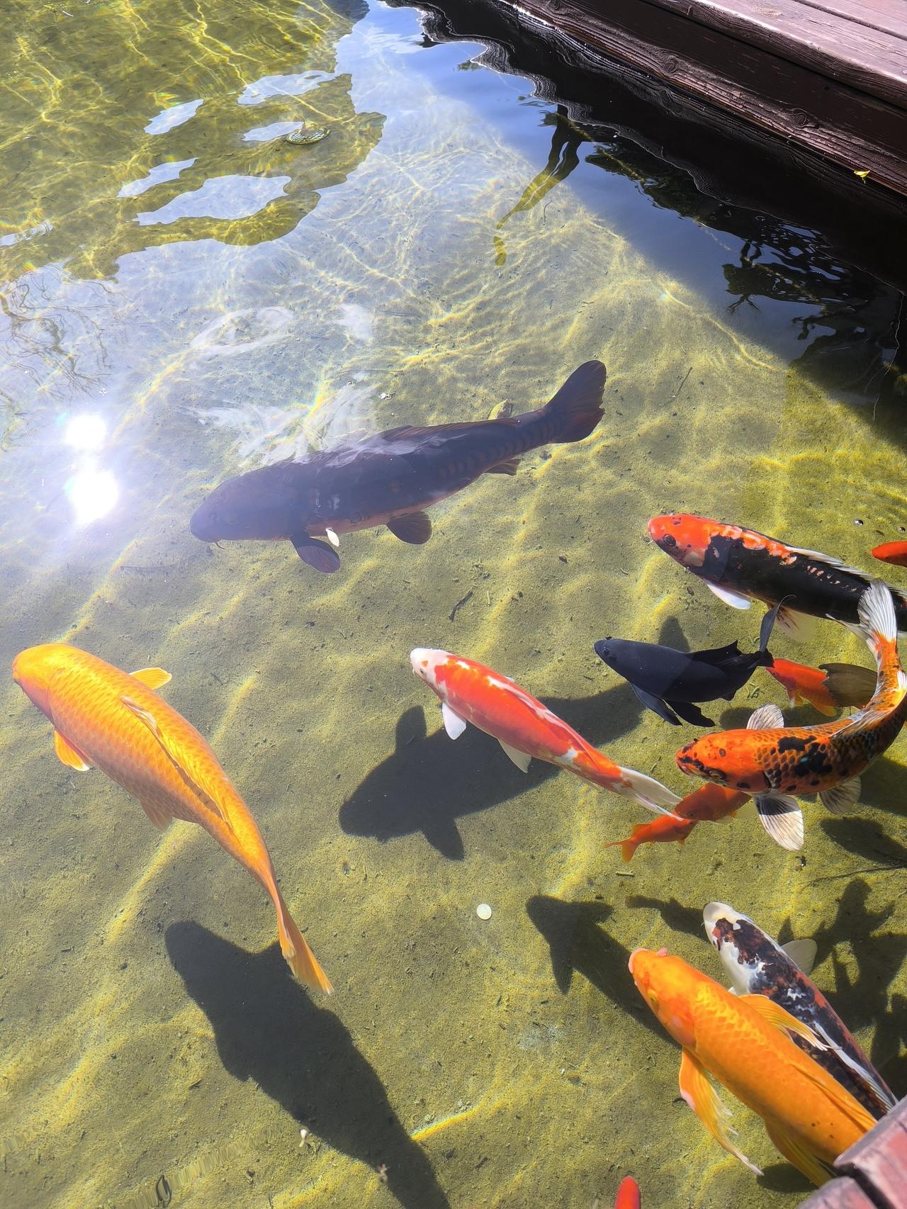 用本能活着。我近些年来观察了很多人的行事作为，发现包括自己在内的底层小人物的行事