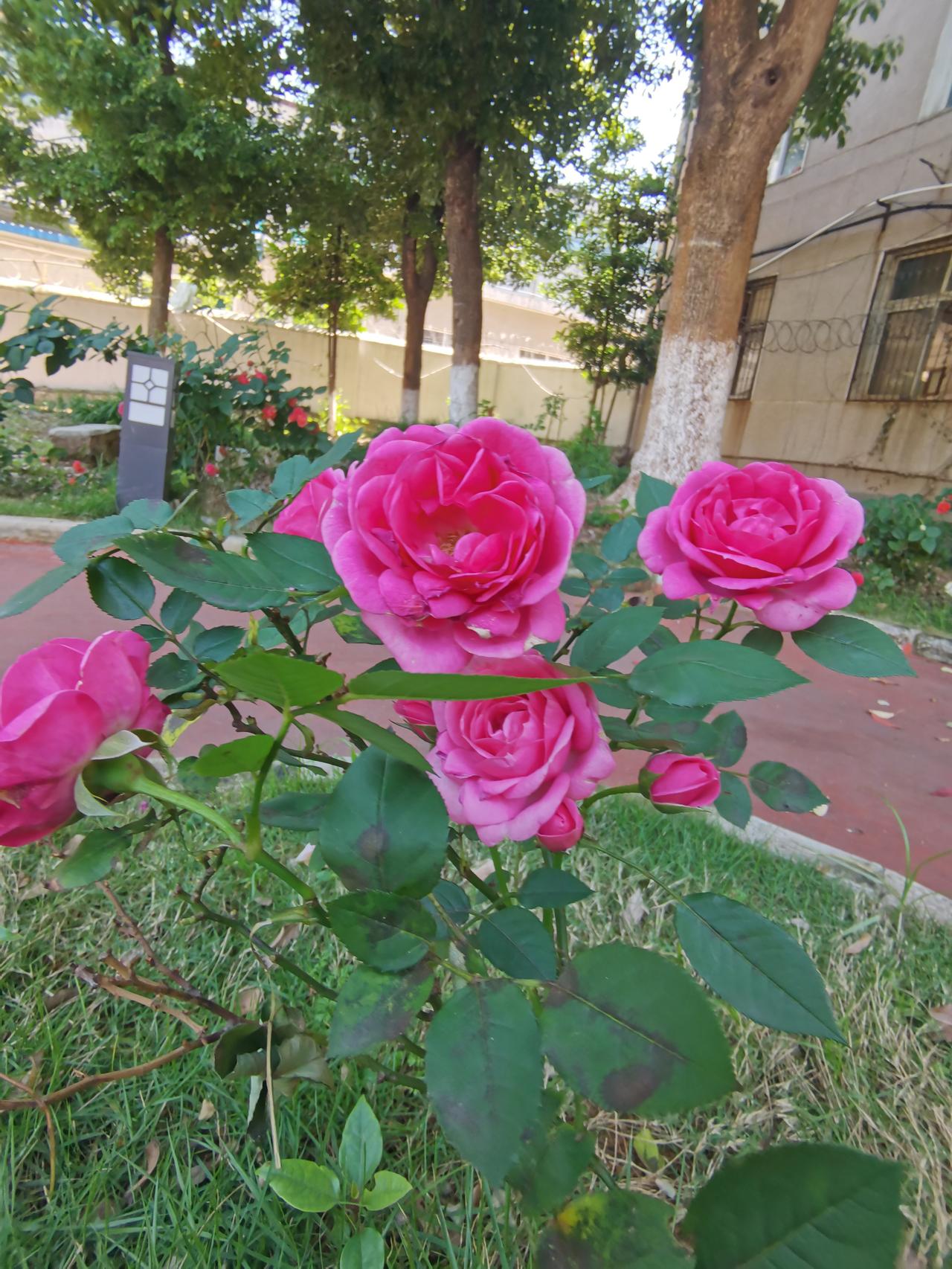 晒图笔记大赛今天是立夏节气，在生活小区随手拍照记录生活中的美好。