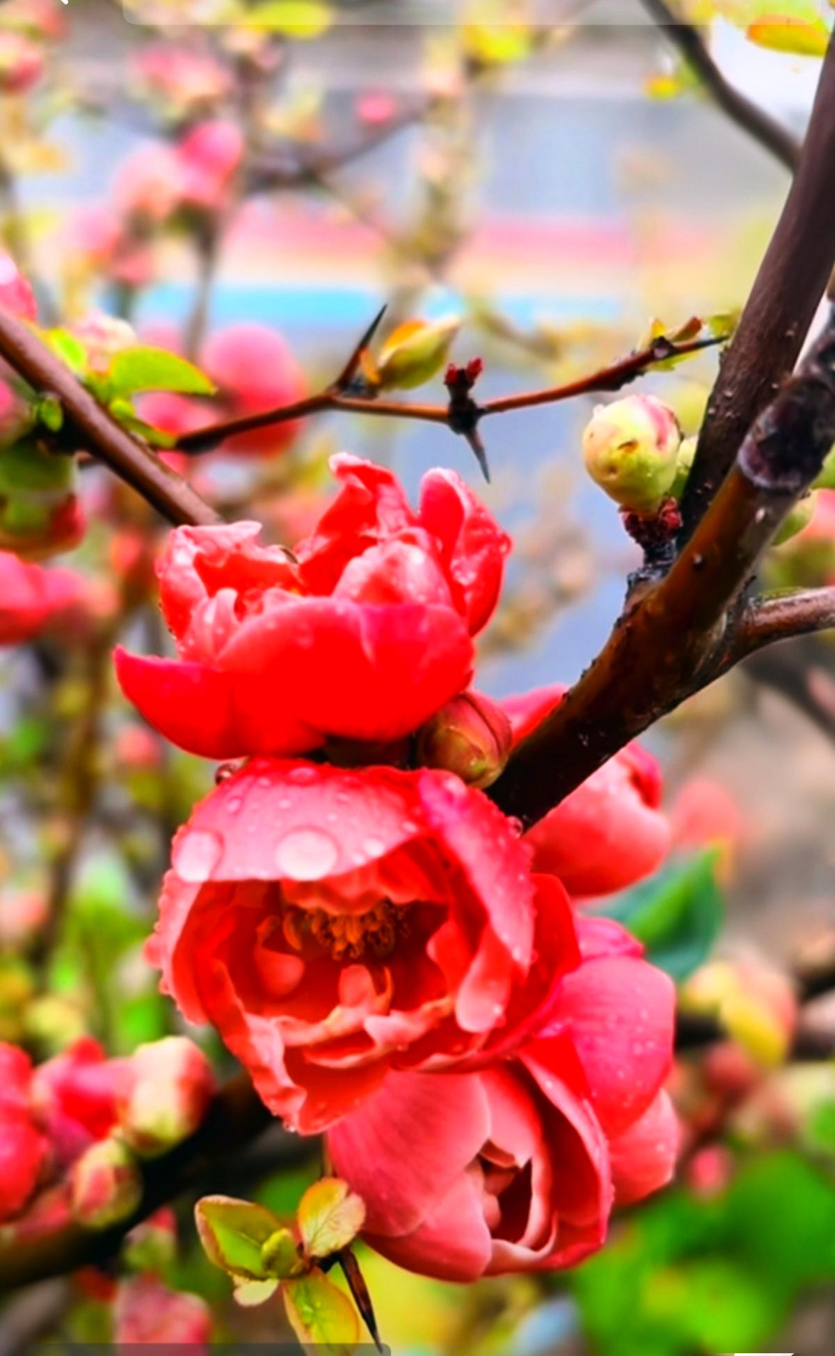 刚下过一场碎雨，枝桠还挂着没干的水珠，这树贴梗海棠就急着把春天泼出来了。
 
不