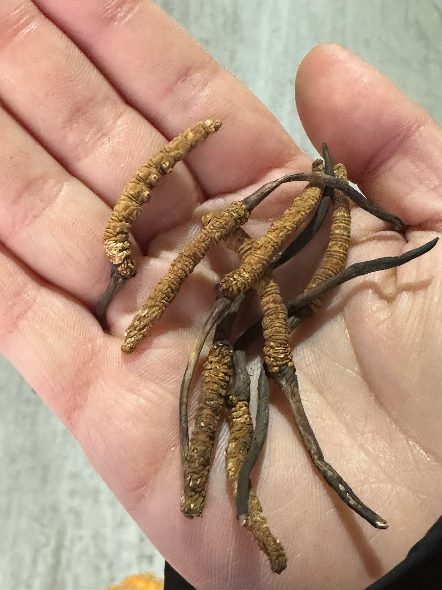 藏区的客户来天津提车仪式感拉满随身带着虫草沟通愉快就送一把 天津·中国天津自由贸