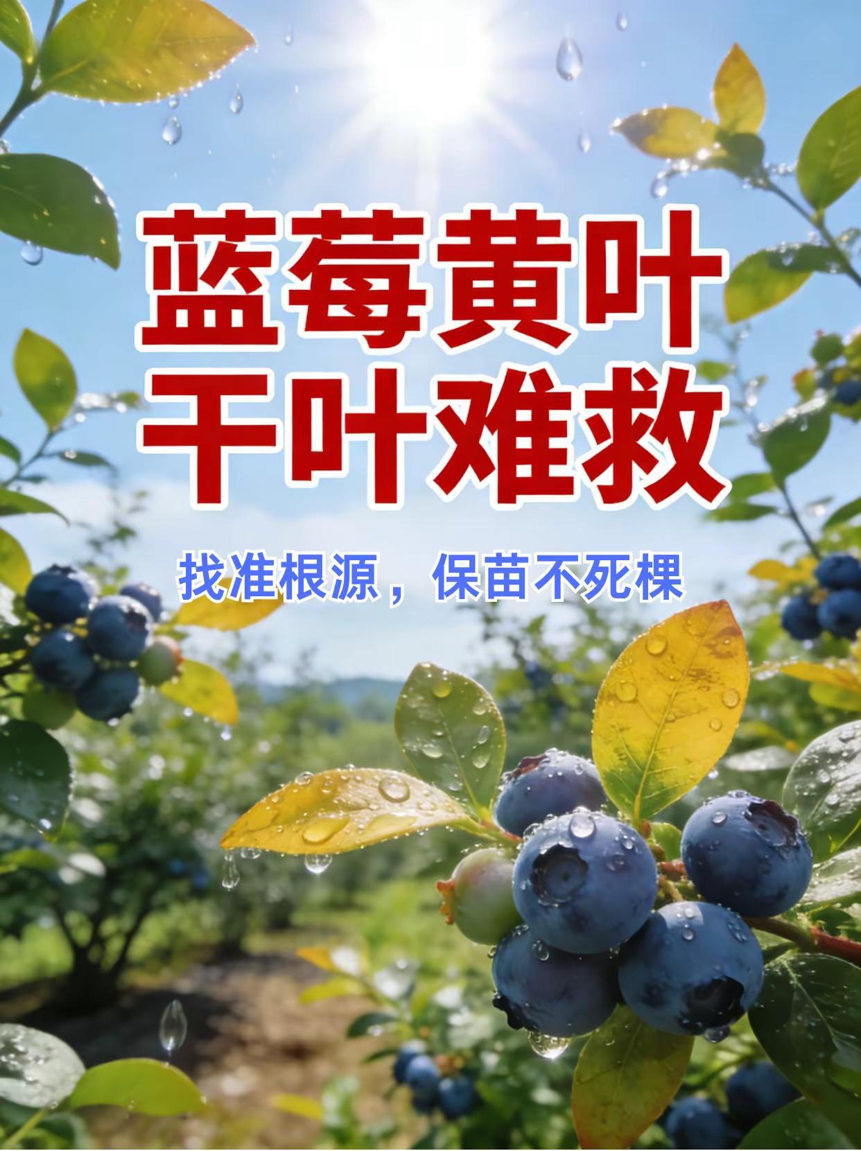 蓝莓黄叶干叶难救，找准根源保苗不死棵。蓝莓种植 黄叶
