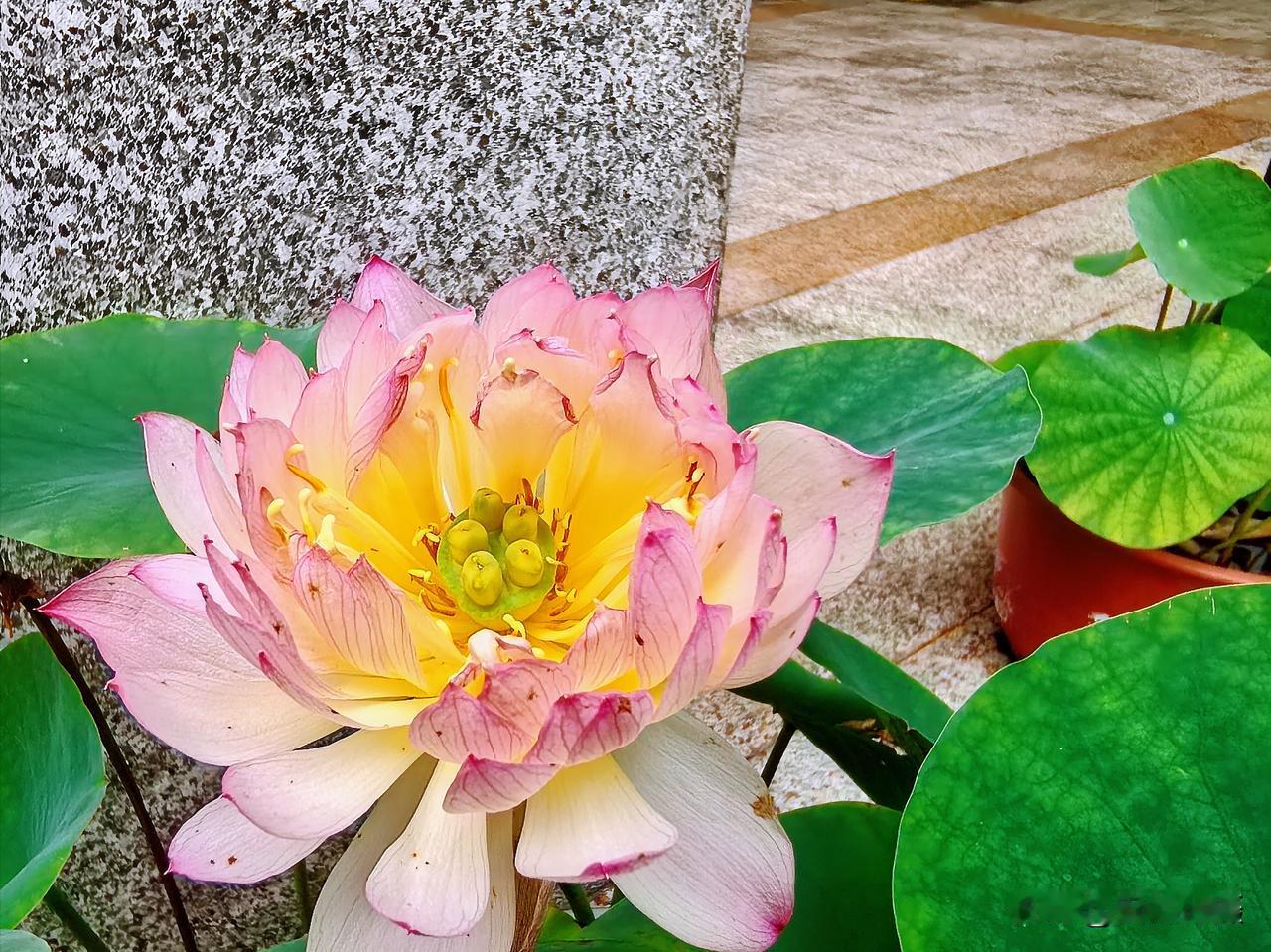 随手拍张照柳州园博园梧州园荷花。