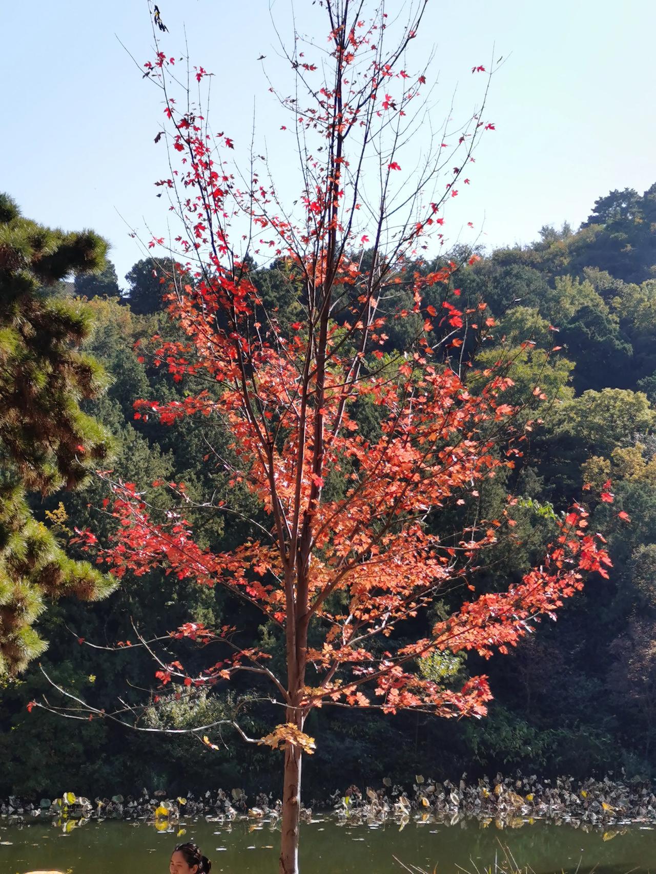 #秋日生活打卡季#香山红叶节到了，以为这里是满山红叶，感受“停车坐爱枫林晚，霜叶