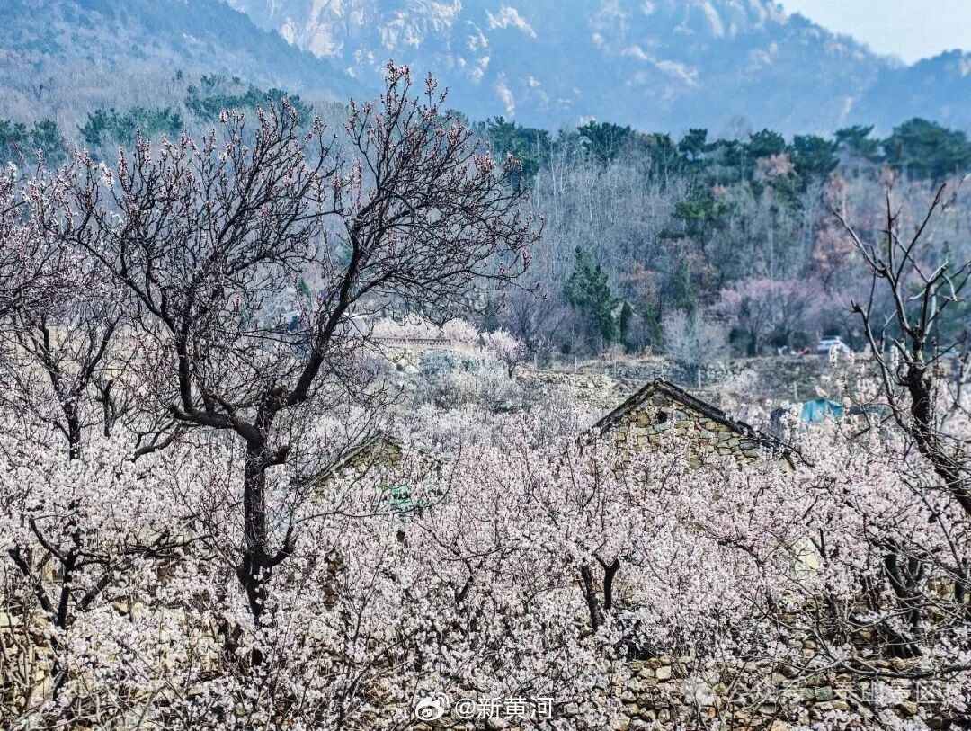 【#泰山承包了一整个春天的浪漫#】春草初生，春林初盛，春风拂过泰山千峰，便唤醒了