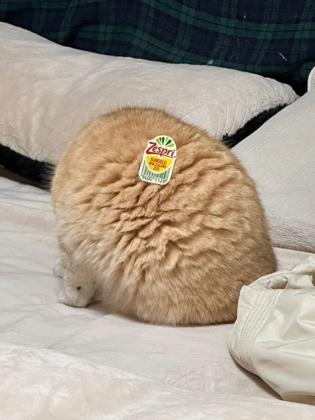 大家看看猕猴桃裂了还能吃吗