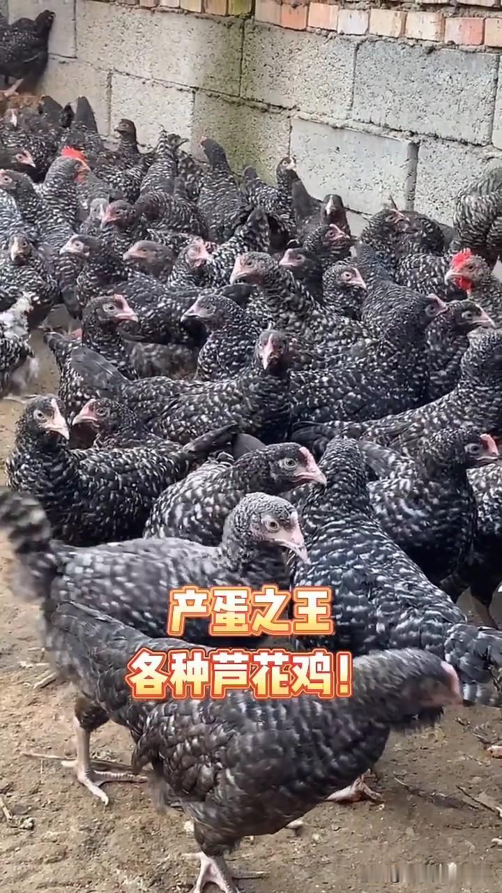 现在农村里搞养殖,哪方面比较好?以我个人平常生活的观察和总结，农村搞养殖，选对方