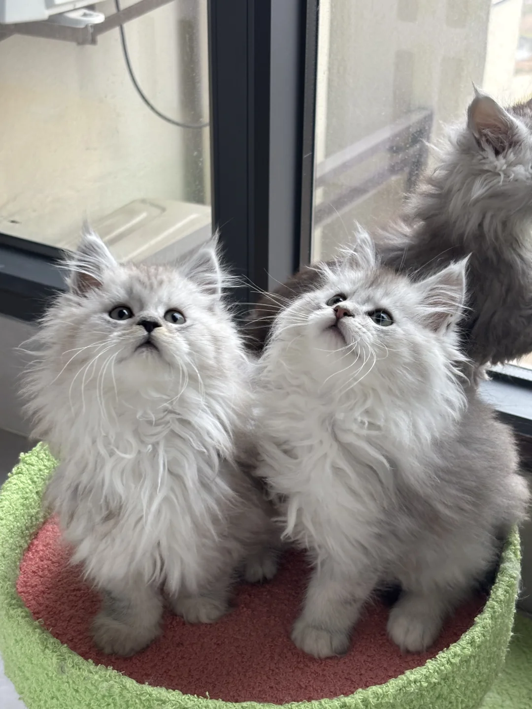 有没有人想养，好看鼠了