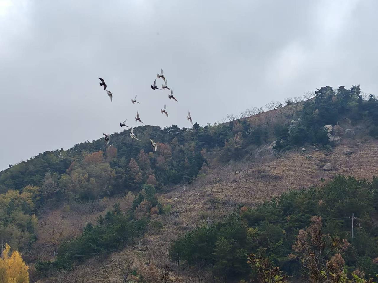 有人发现，20年抢口罩，21年抢房子，22年抢退烧药，23年抢盐，25年抢黄金，