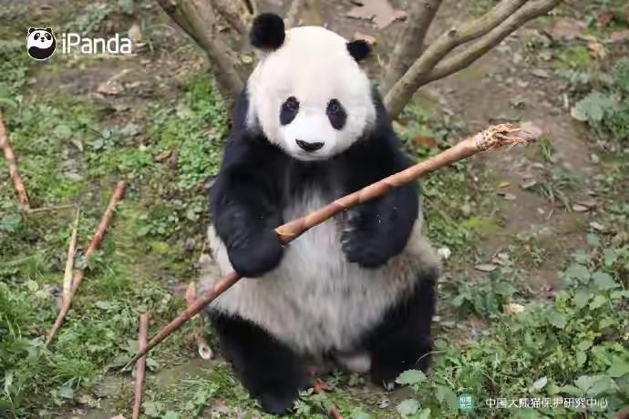 33岁大熊猫高高离世
这只曾经让无数人心生温暖的大熊猫“高高”，在生命的最后一刻