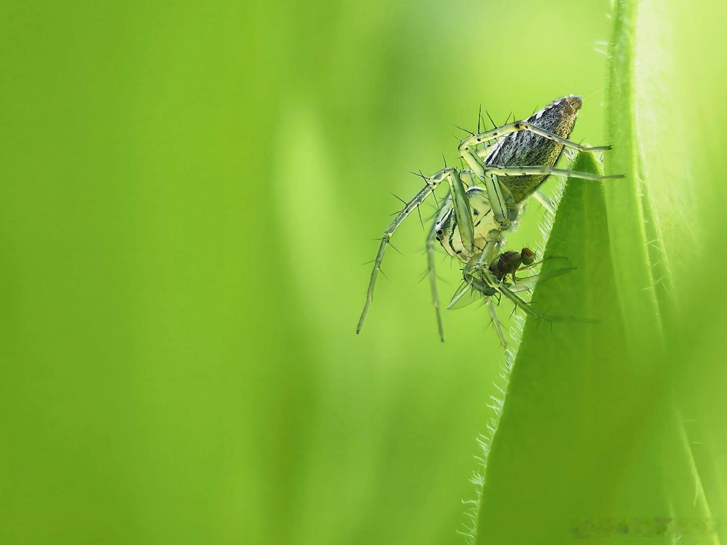 微距镜头里的微观世界，正在上演一场无声的狩猎。嫩绿色的背景里，这只猫蛛正抱着它的