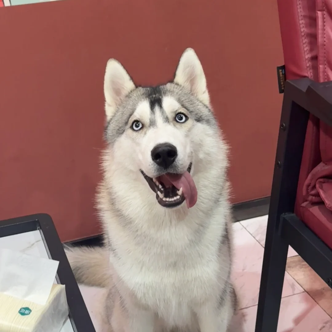 是谁一拍照就把舌头拿出来呀