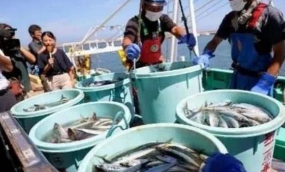 当初日本把核污水排进大海，全球骂声四起，连海鲜都遭冷遇。可两年过去，非但日本海产