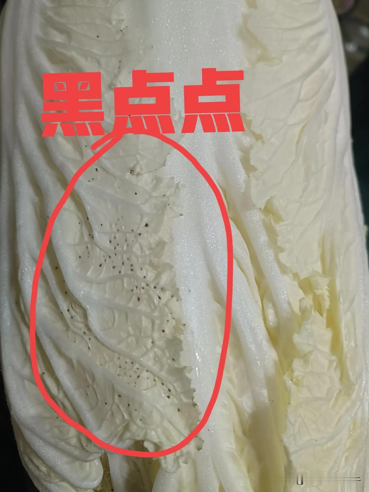 白菜上这个黑点点究竟是啥，从外到里每层上面全部是这个黑点点，这是有啥病还是被虫子