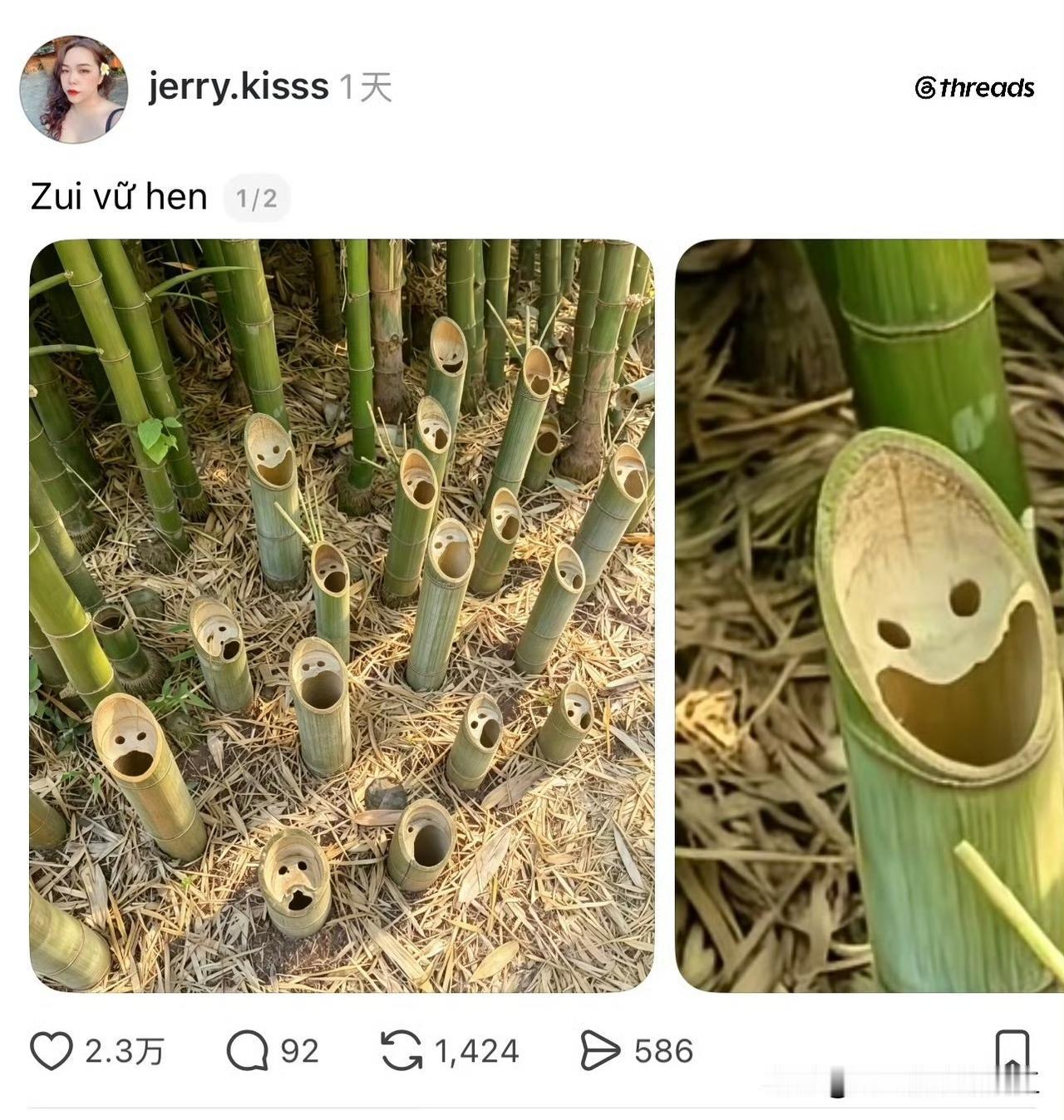 原来竹子也有表情！