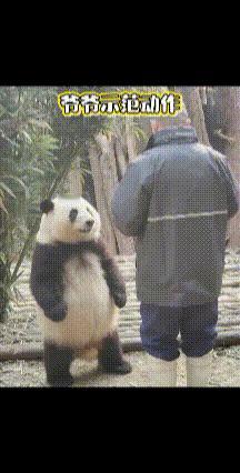 真正的功夫熊猫！
这以后就没有老美什么事了！
播放超1800万次！
超喜欢！
[