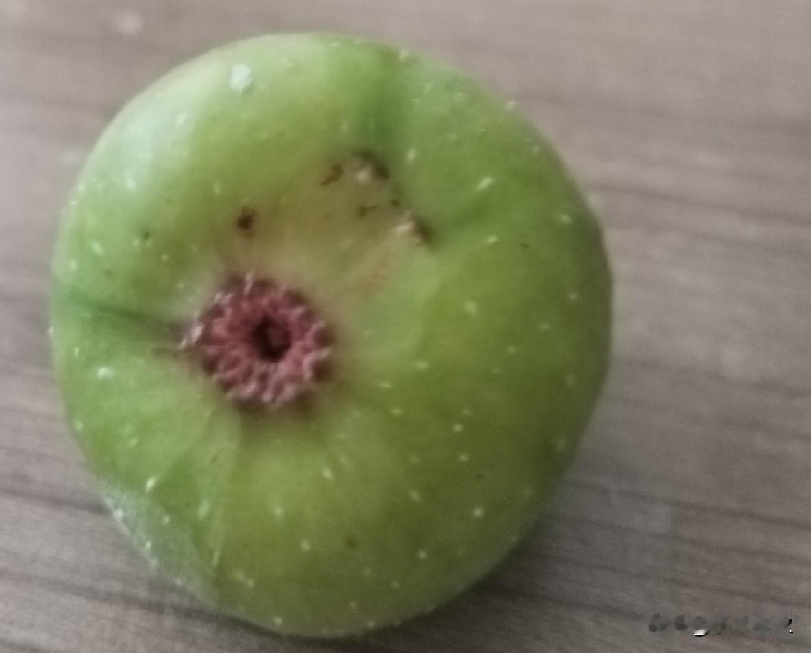 某天，小区的无花果结好多果子，我摘了一个。老公看见了，立马抓住开始批评我：不要摘