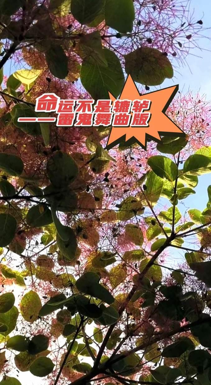 命运不是辘轳（雷鬼舞曲版）命运不是辘轳经典歌曲 翻唱 热歌