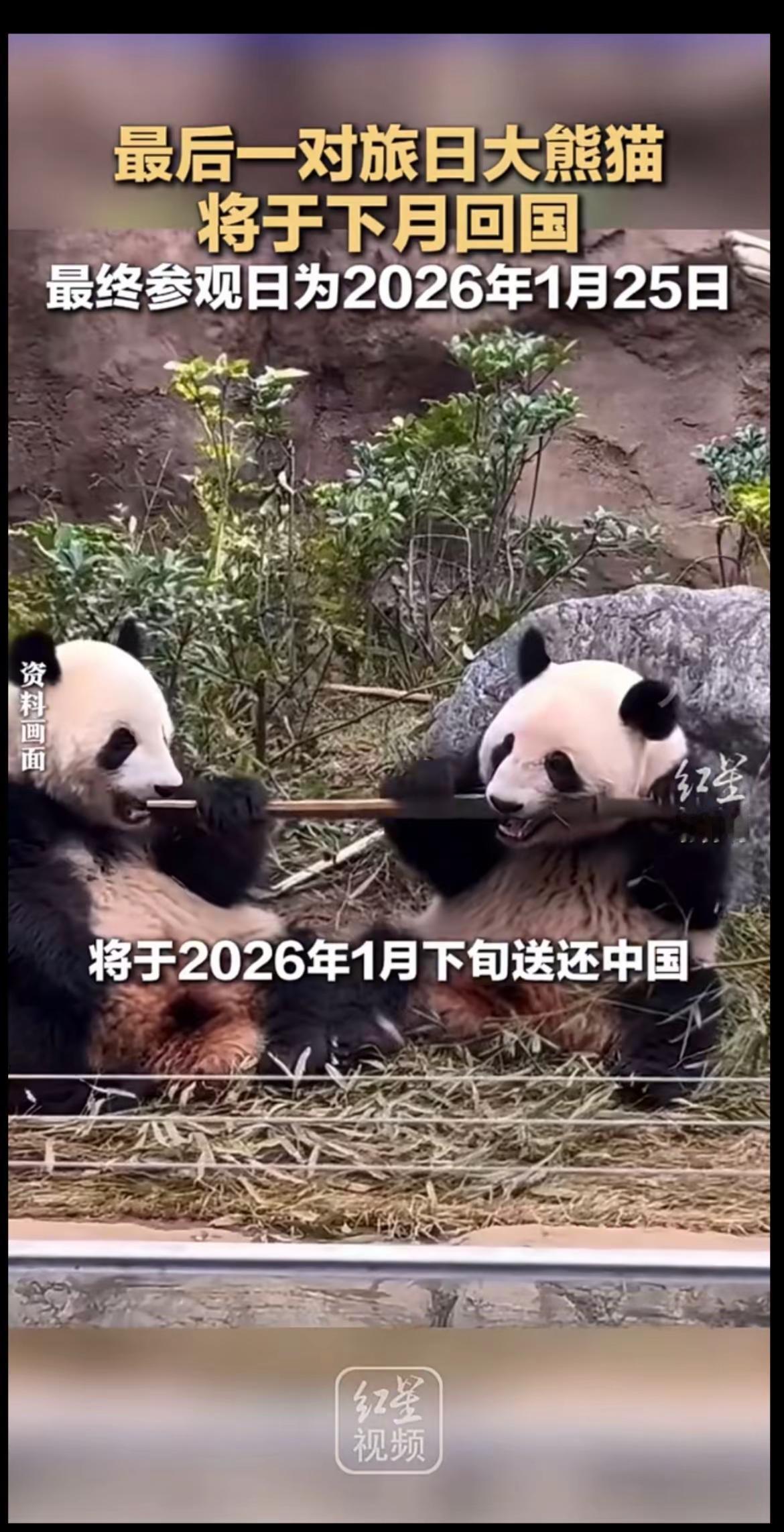 🇯🇵“可爱的国宝欢迎回到亲爱的母亲”🇨🇳