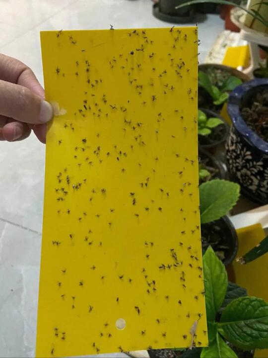 急急急，花盆里的小黑飞，怎么彻底杀死？