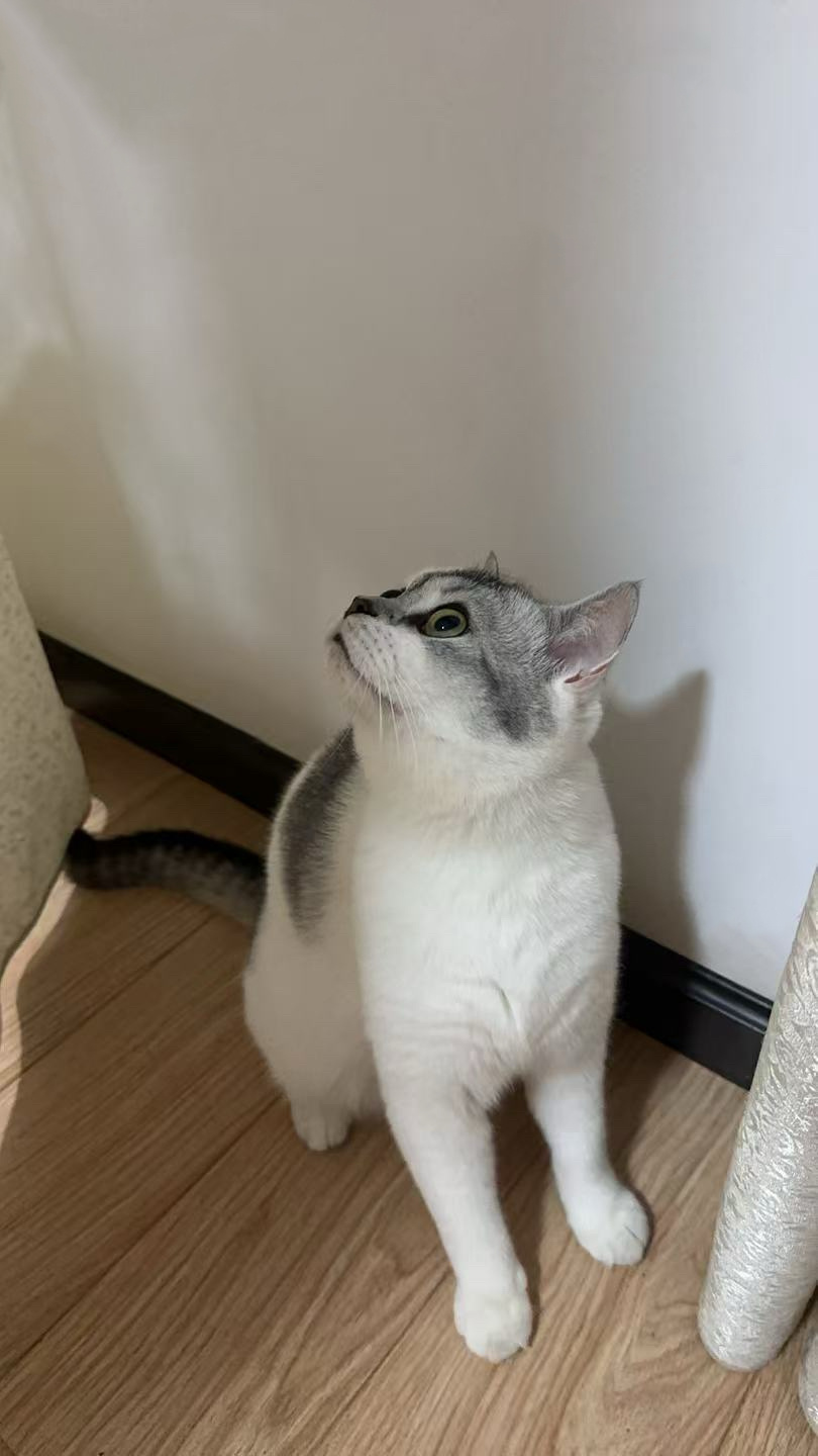 小宝宝 