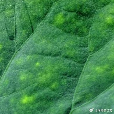 哲思呓语 人生如梦，层层叠叠，斑斑驳驳，一半清醒，一半朦胧。早安江南生活早安江南