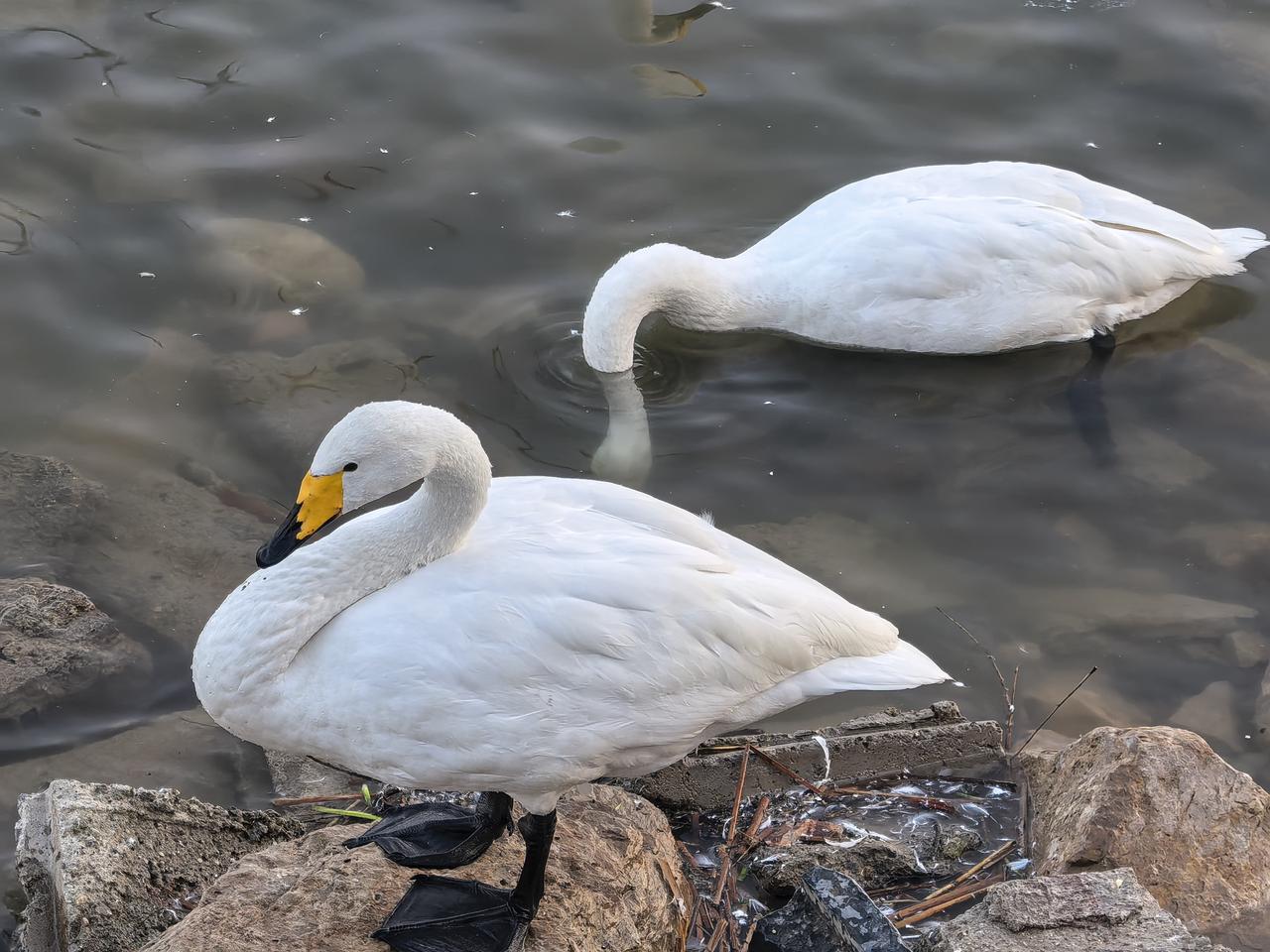 昨天，我的体检报告出来了，有些结果很明了，一看就懂，有些不太明白，听从朋友建议，
