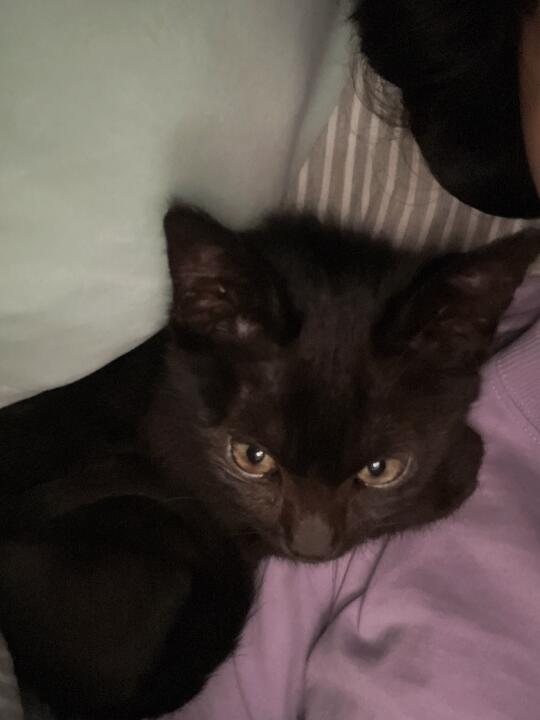 放一下猫猫的小鼻嘎时代🤤