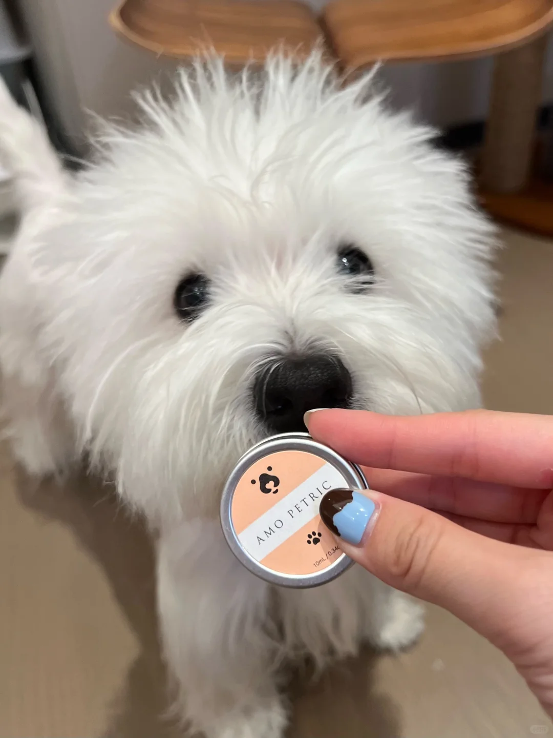 小狗爪垫护理🐾护爪油 谢谢你