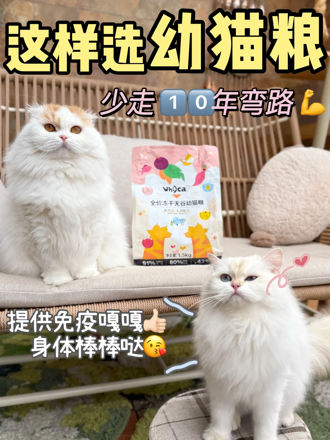 猫猫免疫低下？这样选幼猫粮少走十年弯路！