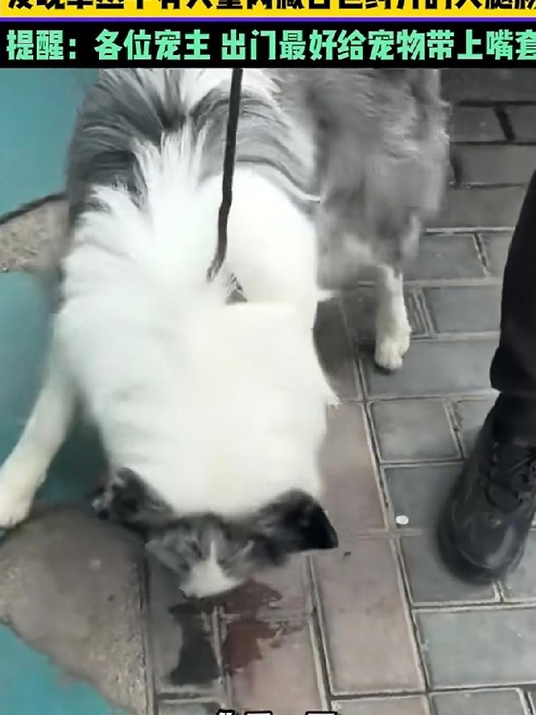 女子在公园遛狗时，发现草丛中有火腿肠，掰开一看里面藏有白色药片，女子恍然大悟感觉