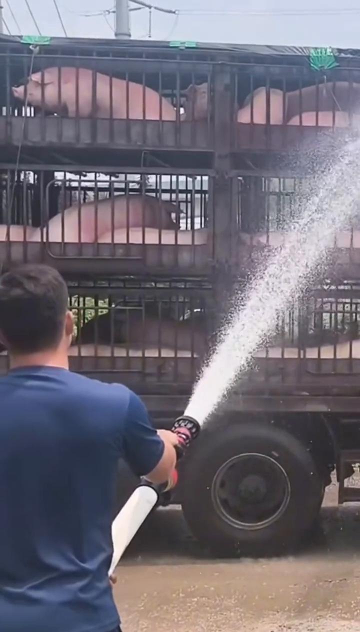 同志，我的猪堵住了同志。各位长老，来吧。