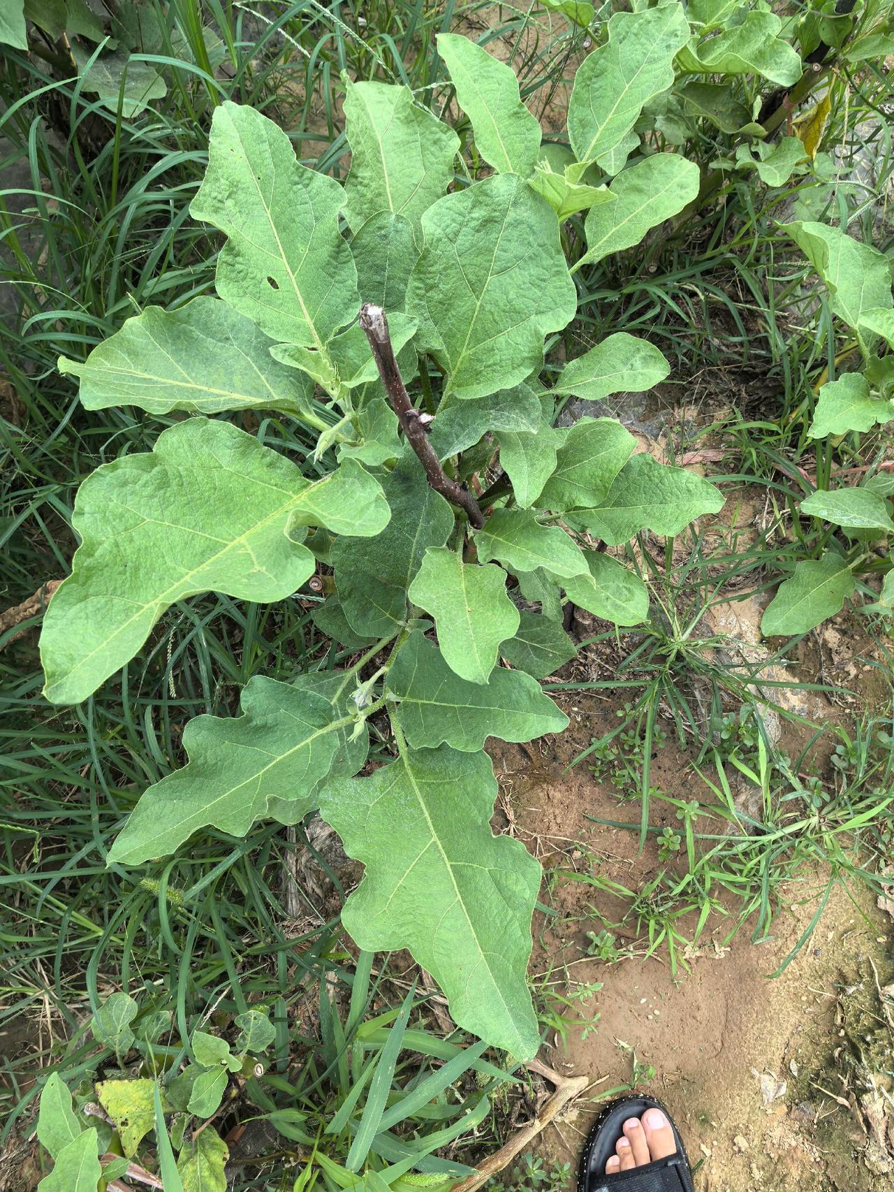 茄子剪了头重生的效果不错
