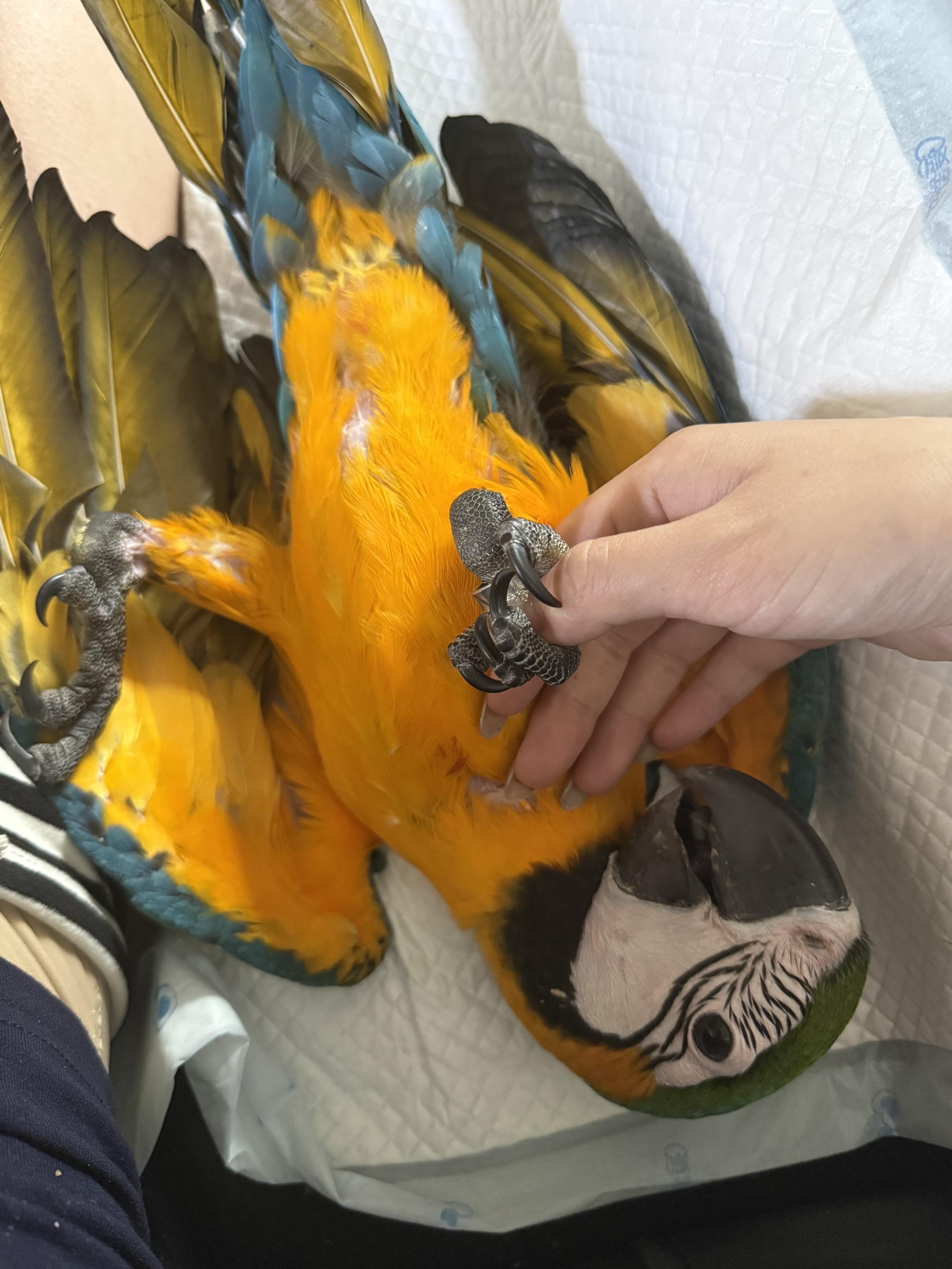 当你拥有两只黏人小🐔，情绪价值拉满，合法饲养 你就会得到两只大宝贝，你走哪带哪