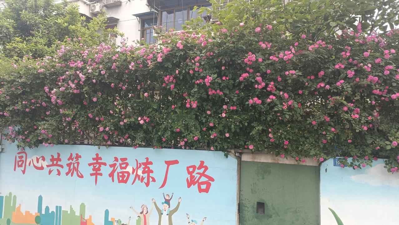 今天路过炼厂社区，看到一户人家院子里的蔷薇花都开啦！溢满整个墙头，煞是好看！蔷薇