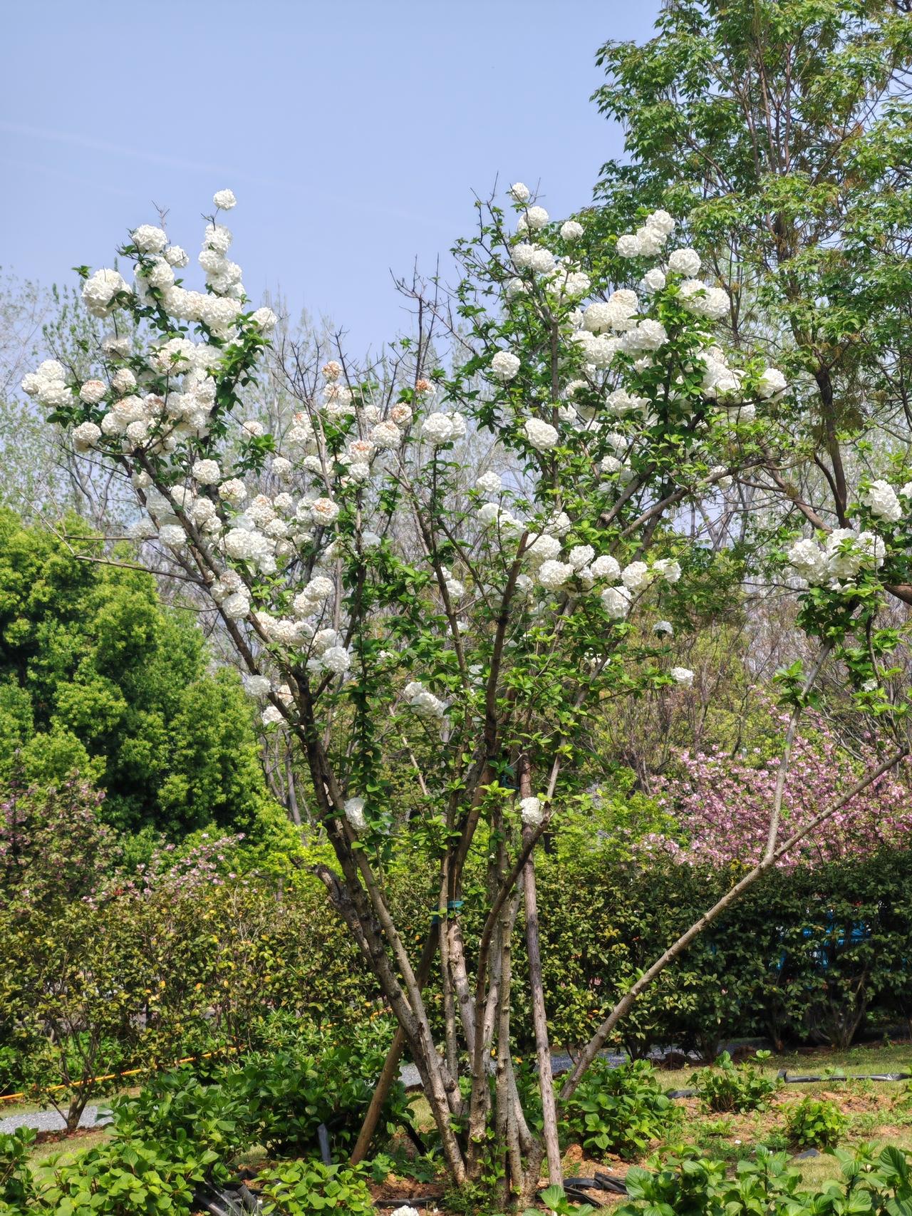 一进公园，满眼都是洁白如雪的木绣球，一团团、一簇簇，像极了精致的雪球。我穿梭在花