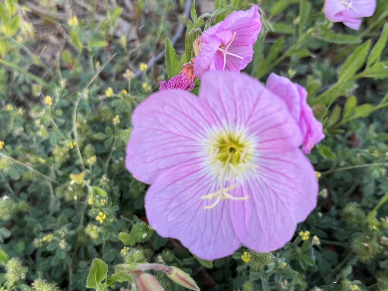 【小对联】
上：烽火；
下：……？