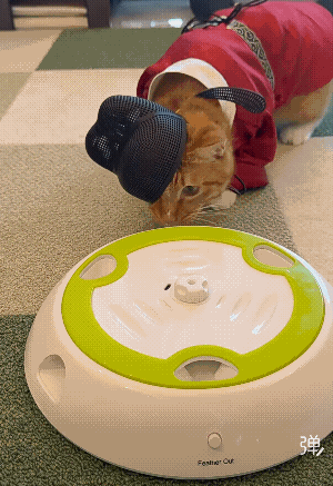 猫大人快别玩了 该升堂了![捂脸]